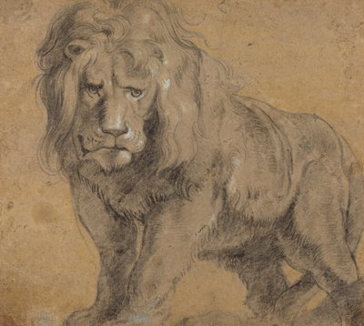 Lion by Peter Paul Rubens